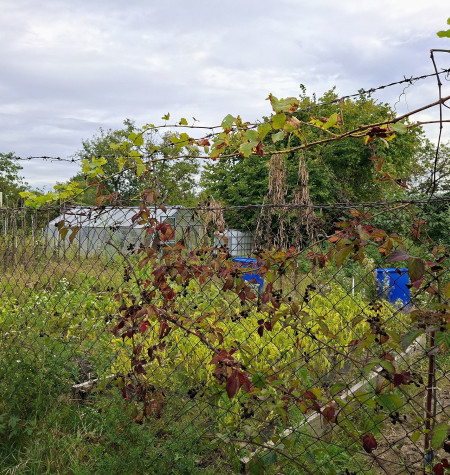 HĽADÁTE ZÁHRADU NA RELAX A PESTOVANIE OVOCIA A ZELENINY ? PONÚKAME ZÁHRADU SO ZÁHRADNOU CHATKOU, PODUNAJSKÉ BISKUPICE